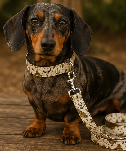 Cowboy Western Dog Collar